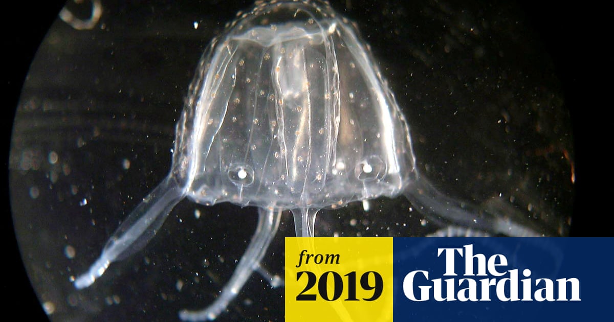 Warning Deadly Irukandji Jellyfish Heading Further South As Number Of Stings Surge Marine Life The Guardian Warning Deadly Irukandji Jellyfish Heading Further South As Number Of Stings Surge Marine Life The Guardian