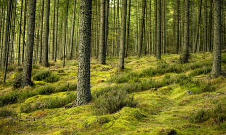 Moss in the forest around the Bennachie hills, near Inverurie.