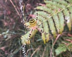 Country diary: A pocket rocket of rewilding – and a success in the face of opposition | Amy-Jane Beer Country diary: A pocket rocket of rewilding – and a success in the face of opposition | Amy-Jane Beer