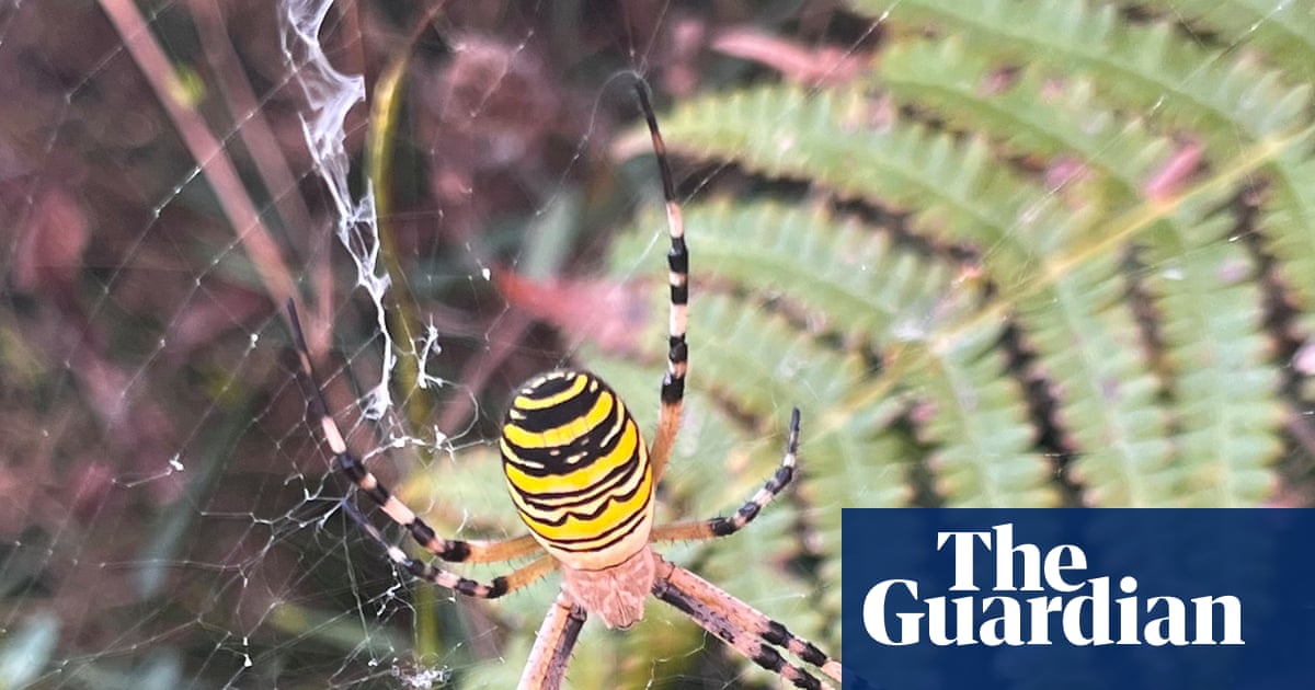 Country diary: A farm that’s a pocket rocket of rewilding – and a success in the face of opposition | Amy-Jane Beer