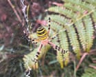 Wild Finca Rewilding Project Thrives Amidst Opposition