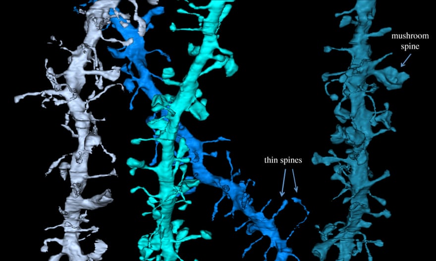 3D reconstruction of electron micrographs showing dendritic spines in the mouse cortex.