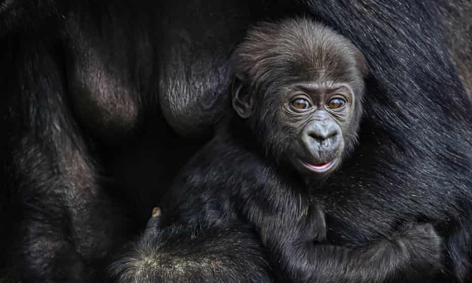 A baby lowland gorilla has been born in Virunga national park in the Democratic Republic of Congo