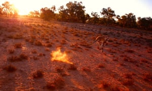 A kangaroo jumps in a drought-affected paddock near Cunnamulla in outback Australia
