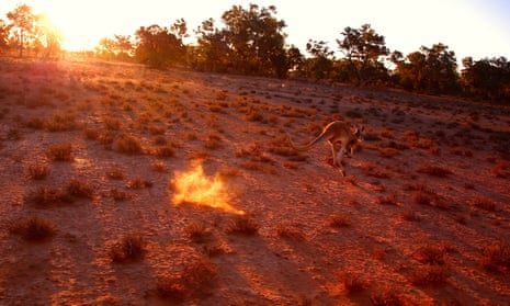 A kangaroo jumps in a drought-affected paddock near Cunnamulla in outback Australia