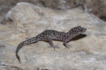 A grey gecko, covered in leopard-like spots, on a rock.