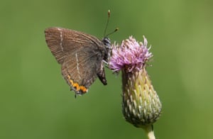 Hairstreak in South Yorkshire