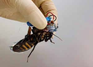 Wako, Japan: a researcher holds a Madagascar hissing cockroach, mounted with a ‘backpack’ of electronics and a solar cell film that enable remote control of its movement, at the thin-film device laboratory of Japanese research institution Riken in Saitama prefecture