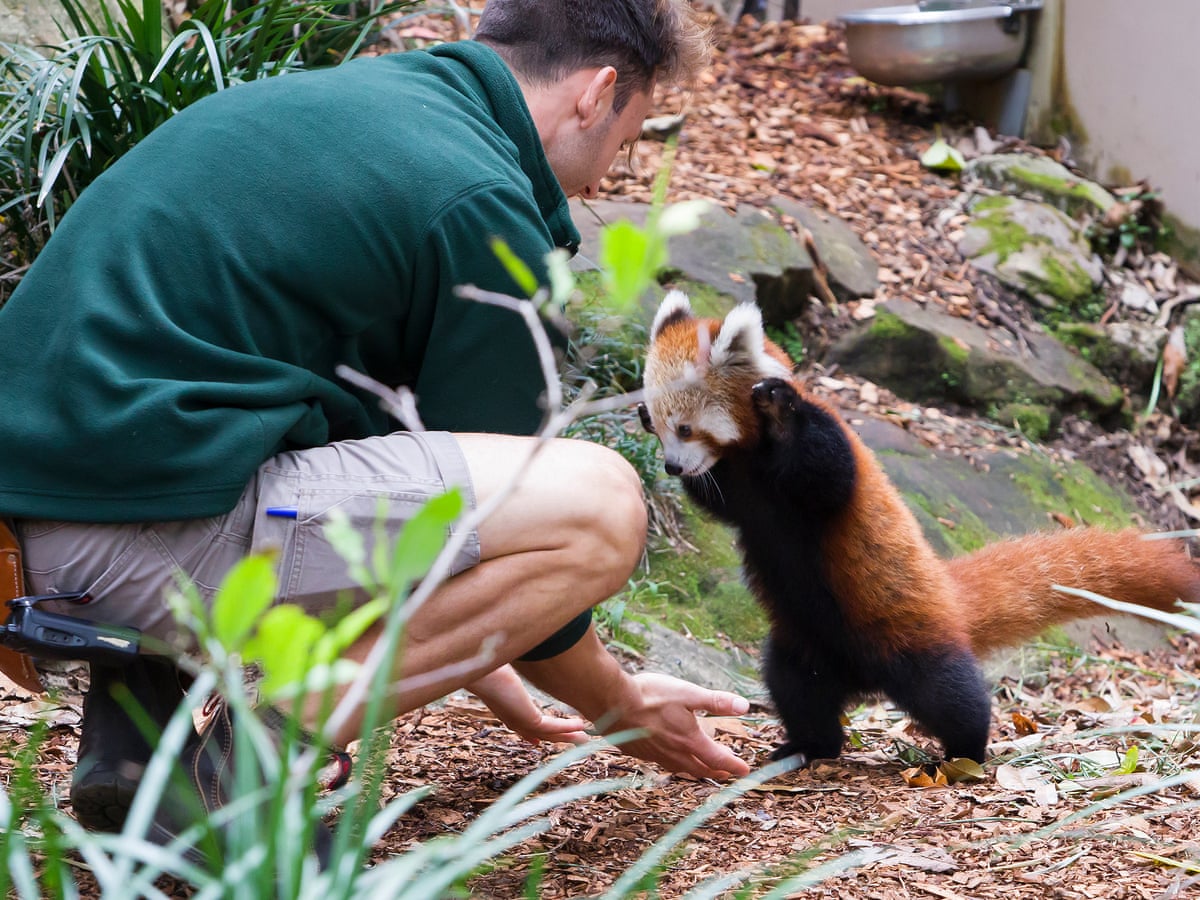 We Re Sort Of Her Mum Behind The Scenes At Sydney S Taronga Zoo Animals The Guardian We Re Sort Of Her Mum Behind The Scenes At Sydney S Taronga Zoo Animals The Guardian