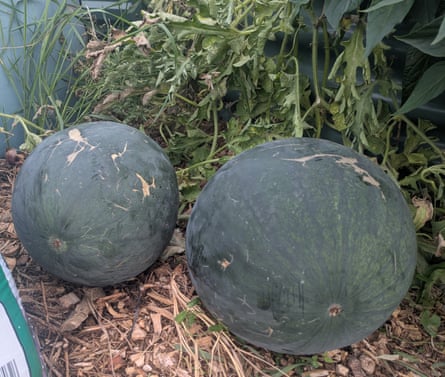 Watermelons growing in England