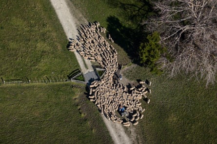 John Hargreaves moving ewes at Pukeatua Farm