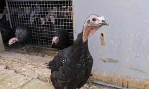 Christmas turkeys at a farm in the department of Sarthe, France.
