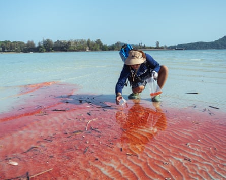 A man squats down on a beach to scoop seawater tinted red