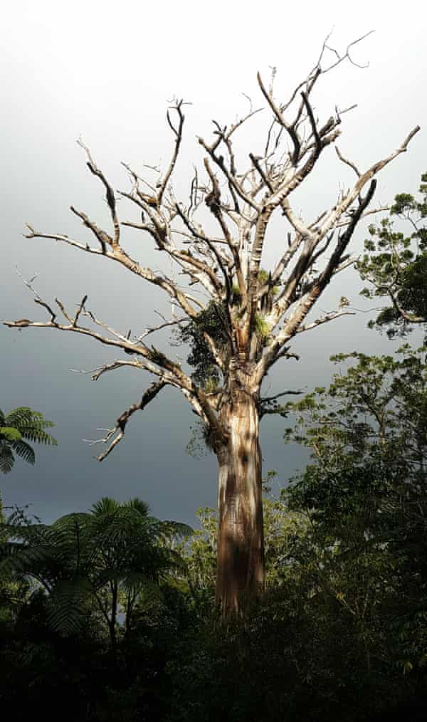 Like Losing Family Time May Be Running Out For New Zealand S Most Sacred Tree New Zealand The Guardian