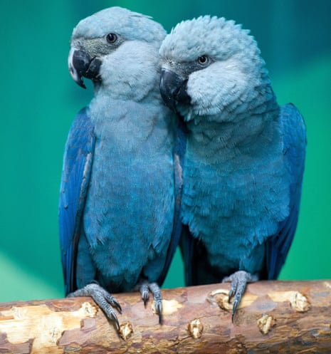 A pair of Spix's macaws