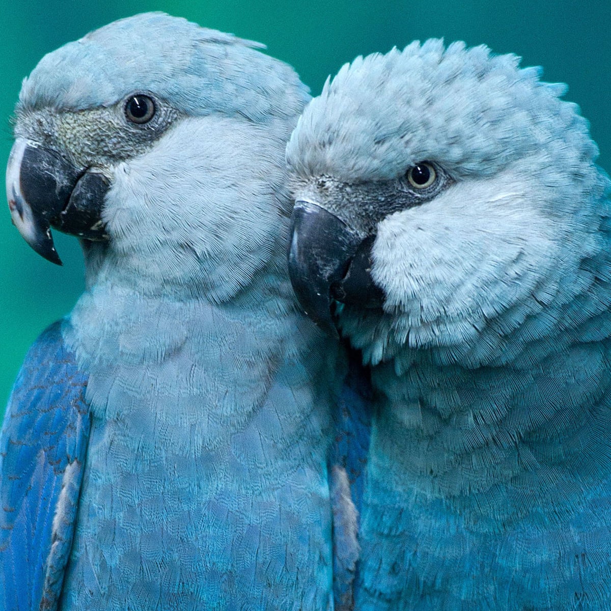 Extinct Parrots Make A Flying Comeback In Brazil Birds The Guardian Extinct Parrots Make A Flying Comeback In Brazil Birds The Guardian