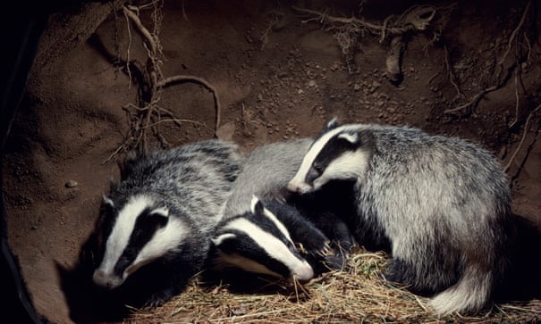 POLL: Should the Government cull badgers or vaccinate them? POLL: Should the Government cull badgers or vaccinate them?