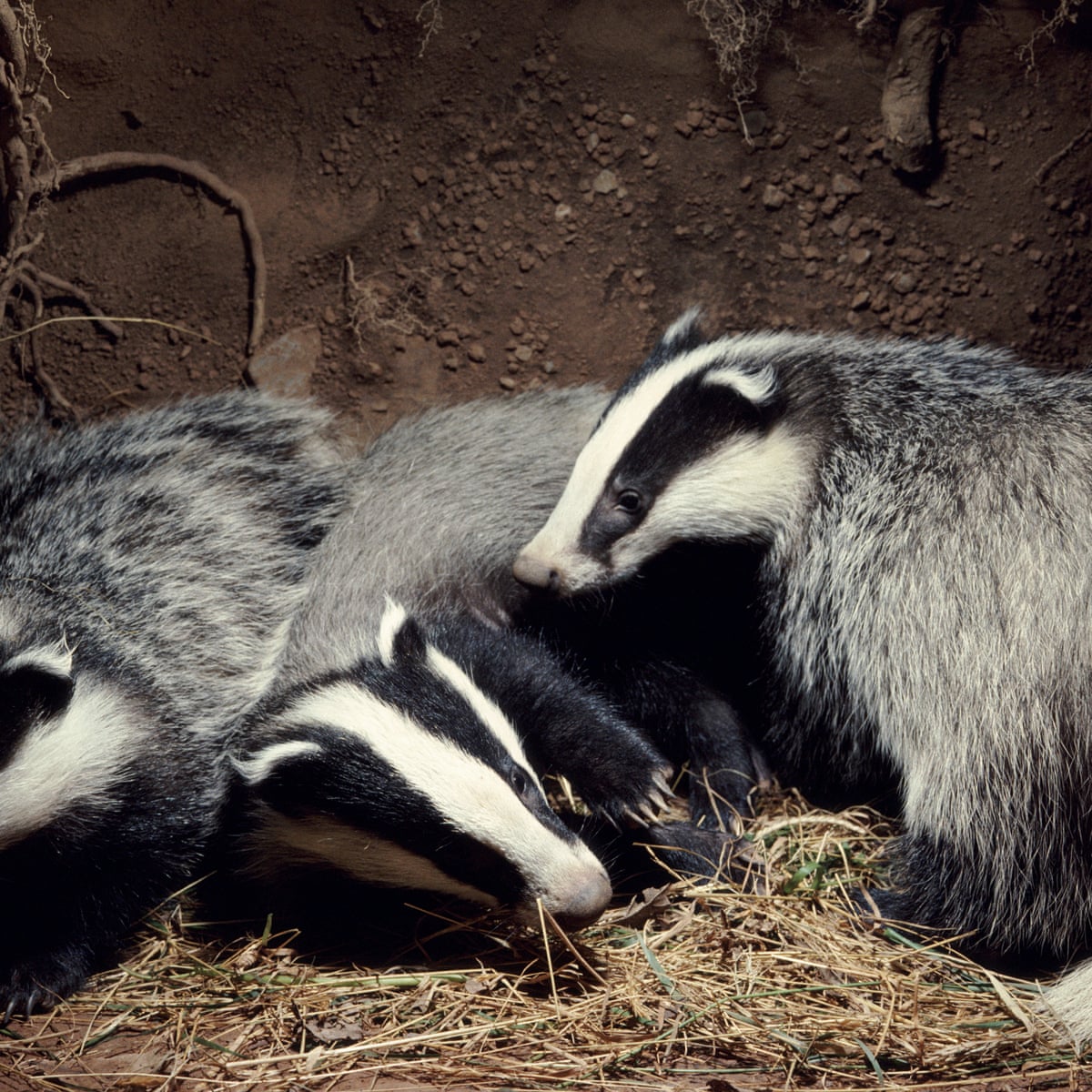 Badgers V Farmers Finally We Re Getting Away From This Polarised Debate Patrick Barkham The Guardian