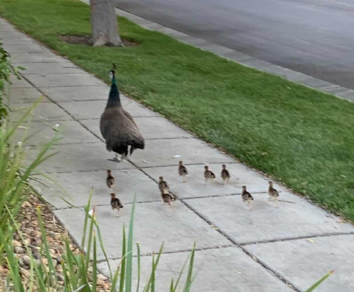 PAVOS REALES EN TRACY, CALIFORNIA | ESPECIAL