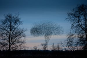  Thousands of starlings form a mushroom-shaped cloud over Shapwick Heath, Somerset, as they prepare to roost at dusk. Flocks such as these are known as murmurations. 