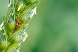 Wheat ear flowering aphids on wheat plant.