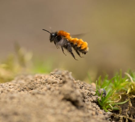 An orange-backed bee hovering close to the ground