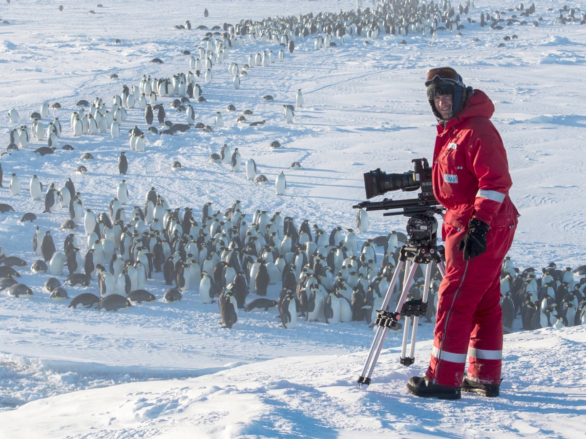 Top film-makers back penguin intervention on Attenborough show | David  Attenborough | The Guardian