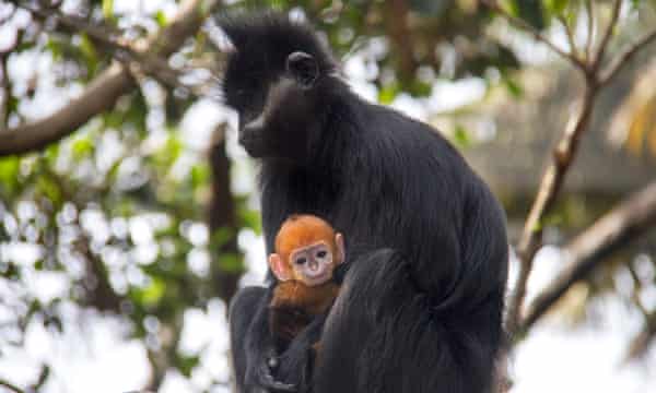 Langur de Francois