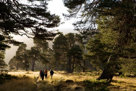 The Scots pines of Glen Feshie near Kingussie in the Cairngorms, Scotland.