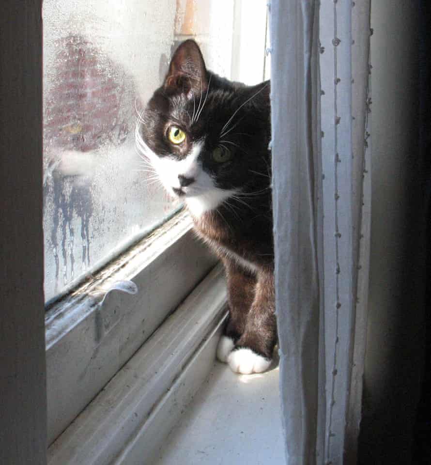 In 18 Months We Ve Had 30 Cats And It S Been Wonderful Cats The Guardian In 18 Months We Ve Had 30 Cats And It S Been Wonderful Cats The Guardian