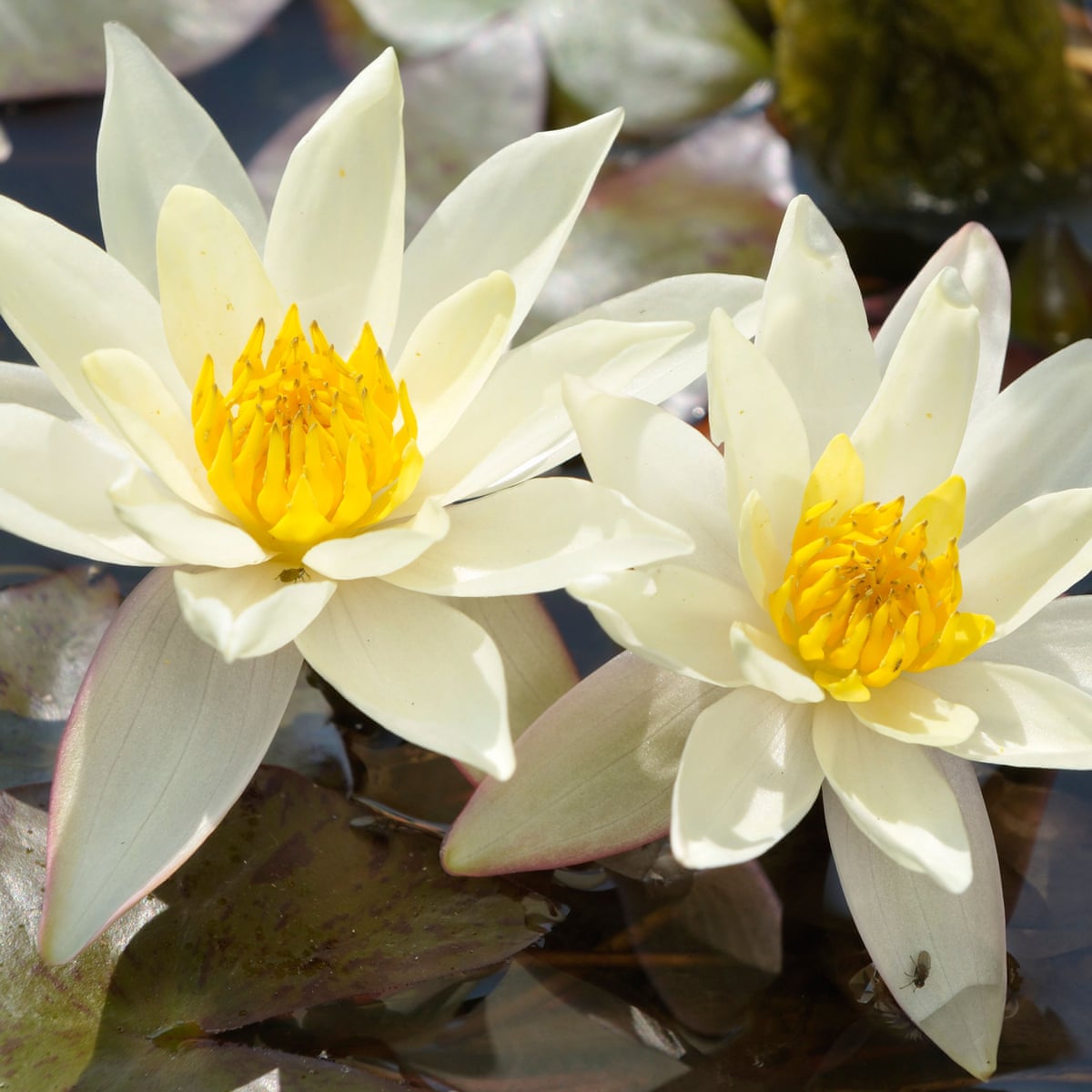 Indoor Waterlilies The Flowers That Float Gardening Advice The Guardian Indoor Waterlilies The Flowers That Float Gardening Advice The Guardian