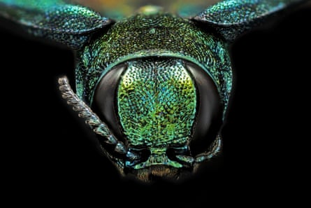 Close-up of an emerald ash borer beetle.