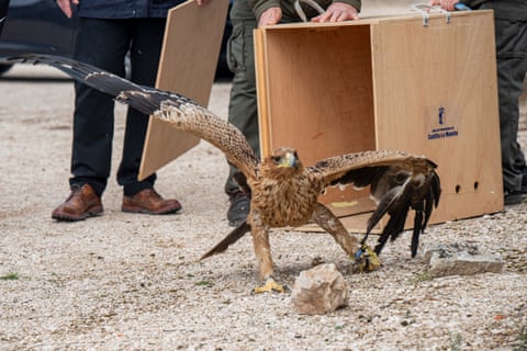 Uma águia-imperial macho, nascida na primavera do ano passado, foi encontrada imóvel na última semana de janeiro, perto de uma estrada no município de Albacete. Após aproximadamente uma semana de cuidados intensivos e estabilizada, a ave foi transferida para as instalações de recuperação do Centro de Recuperação da Vida Selvagem de Albacete, onde completou sua reabilitação física e fase de fortalecimento muscular até se recuperar totalmente.