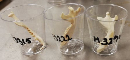 Hedgehog jaws are prepared for age determination. Researchers count growth lines in the jawbones, rather like counting tree rings.