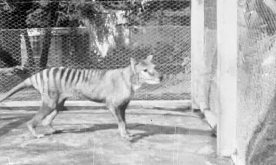 Screengrab of the last known moving images of a Tasmanian tiger captured in 1935