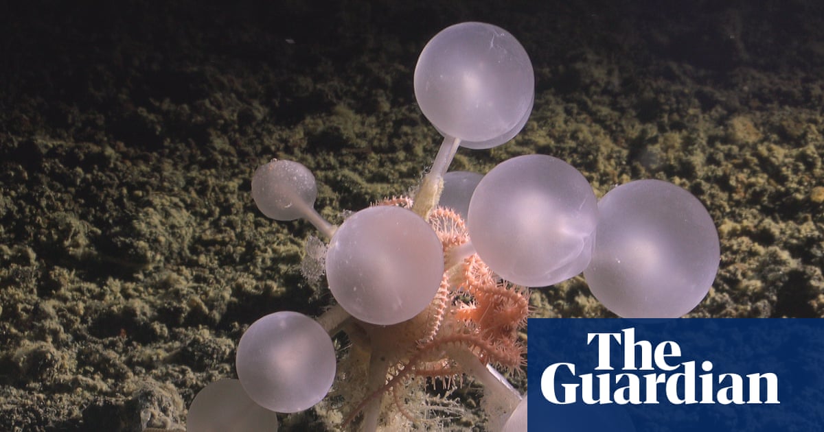 Carnivorous ‘death ball’ sponge among new species found in depths of Southern Ocean