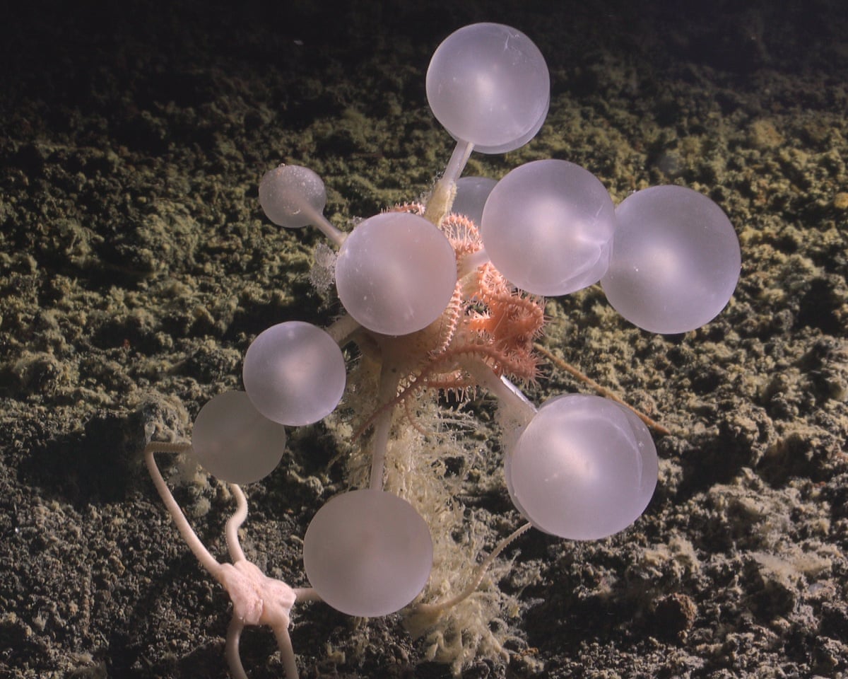 Scientists Discover 30 New Deep-Sea Species in the Southern Ocean, Including a Carnivorous “Death-Ball” Sponge