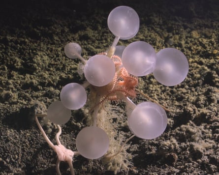The carnivorous tree sponge.