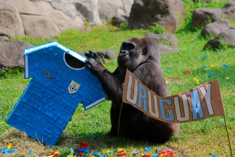 A female gorilla takes part in an environmental enrichment activity at Guadalajara Zoo.