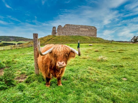 A Highland cow appears to be guarding 12th-century Castle Roy.