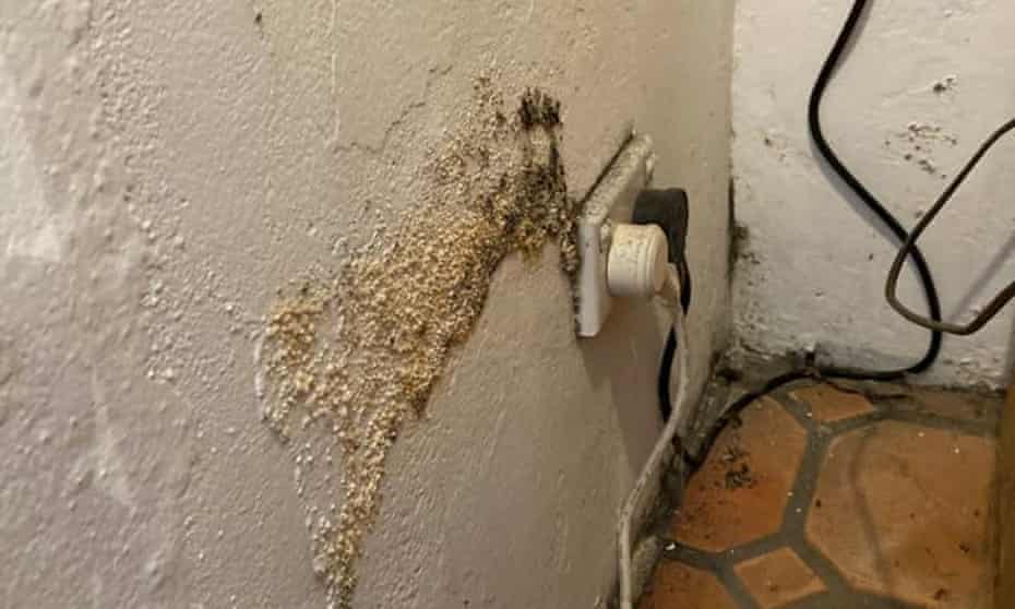 A picture of mould in a Sydney rental property sent to Greens’ NSW MP Jenny Leong after she put a call-out on social media for people to share their experiences.