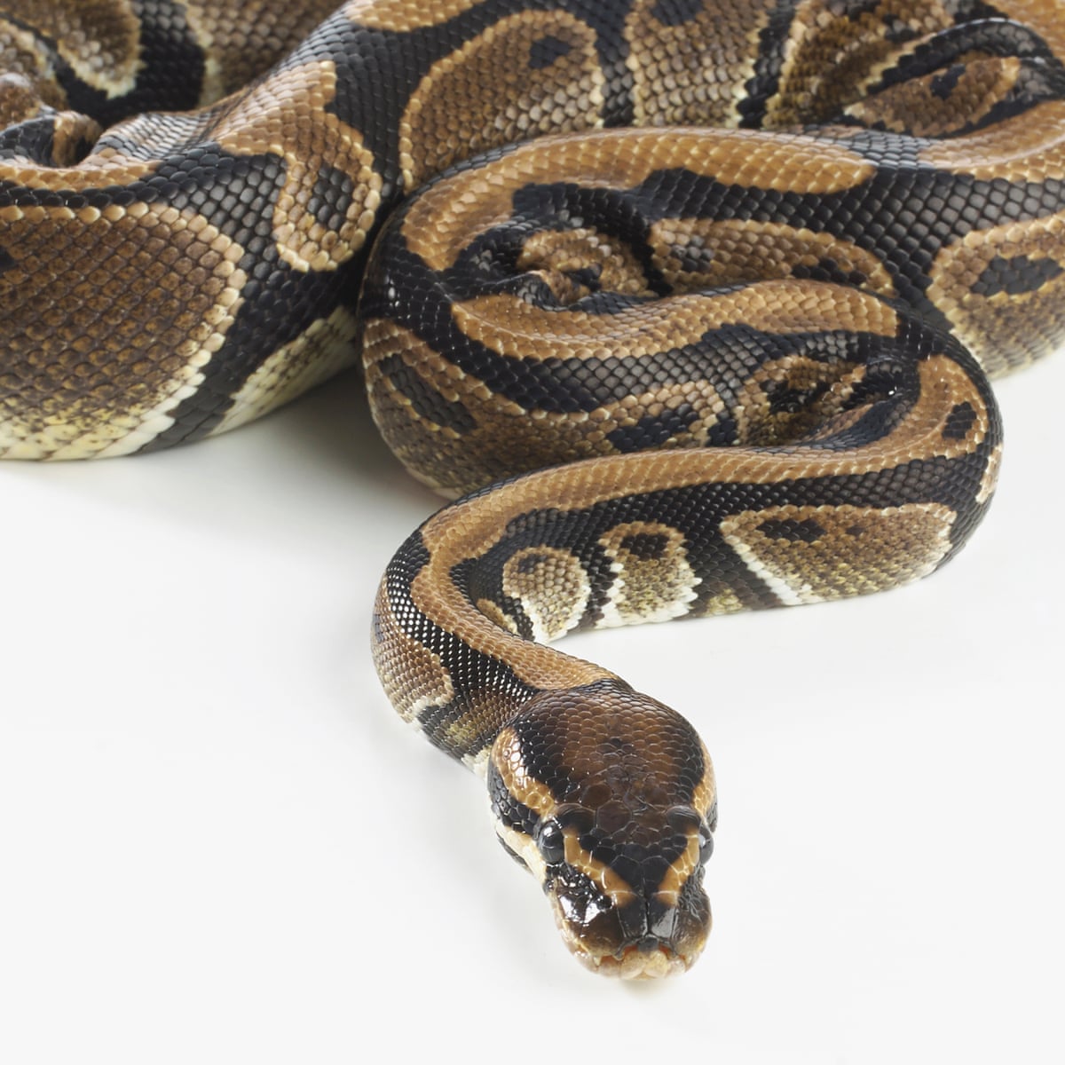 Scottish animal welfare baffled by python mutilation in Aberdeen | Snakes |  The Guardian