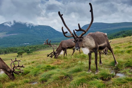 Reindeer grazing with mountains in the distance under a cloudy sky.