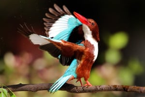 Um martim-pescador de garganta branca em um campo em Lahore, Paquistão