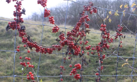 White bryony draping over a wire fence at Ketton quarry.