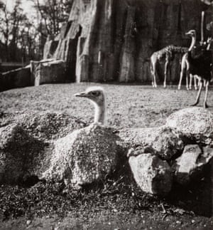 Menagerie and Aquarium [Geese, Ostriches, Giraffes and Fish], (Mengarie et Aquarium [Oies, Austriches, Girafes et Poissons]), c. 1935Maar took pictures using a handheld, rolleiflex camera, the portability of which allowed her to take photographs quickly and with ease. While surrealist photographers such as Eugène Atget and, later, Brassaï, capitalised on the eeriness of empty, Parisian streets to create surreal compositions, thinkers such as André Breton wrote surrealist texts exploring the uncanny quality of cosmopolitan living and its relationship to the psychogeographies of the mind