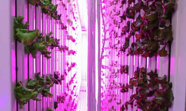Is Boston The Next Urban Farming Paradise Guardian Sustainable Business The Guardian