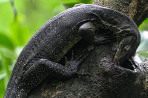 Um lagarto-monitor malaio procura comida no topo de uma árvore no parque Pasir Ris, em Cingapura