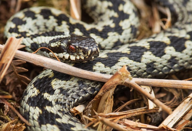 A male adder tries to be receptive to the pheromones of nearby females in Deeside, Scotland.