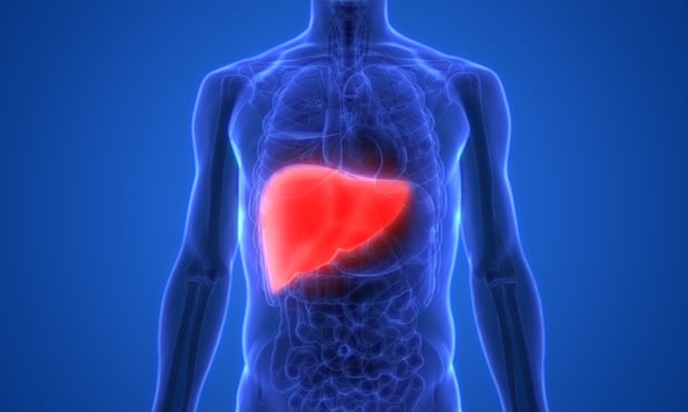 Illustration of the liver